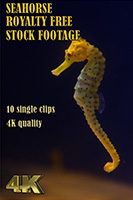 seahorse_4k_royalty_free_stock_footage