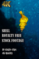 shell_4k_royalty_free_stock_footage