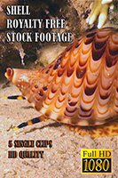 shell_hd_royalty_free_stock_footage