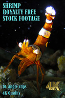 shrimp_4k_royalty_free_stock_footage