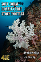 soft_coral_4k_royalty_free_stock_footage
