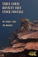 table_coral_4k_royalty_free_stock_footage