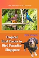 pet_video_tropical_bird_feeder_in_bird_paradise_singapore