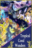 tropical_coral_wonders