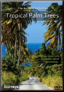 Scenic Walks in Tropical National parks and Rainforest for Indoor Fitness and Treadmill Exercises.