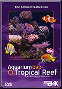 Tropical Fishes and Marine Sea Life and Coral Reefs filmed in 4K